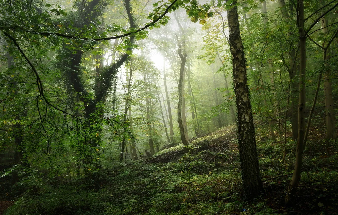 Фото обои зелень, лес, свет, туман, заросли, ветви, стволы, растительность