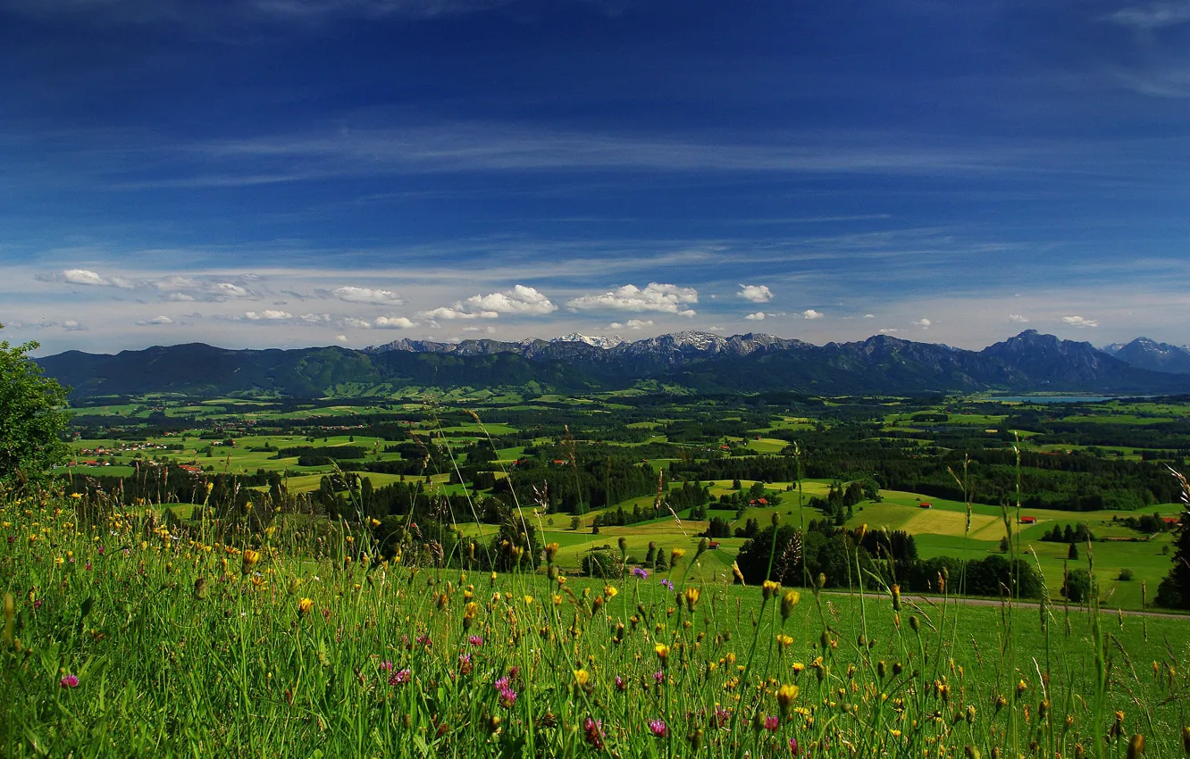 Фото обои поле, небо, трава, облака, деревья, цветы, горы, долина