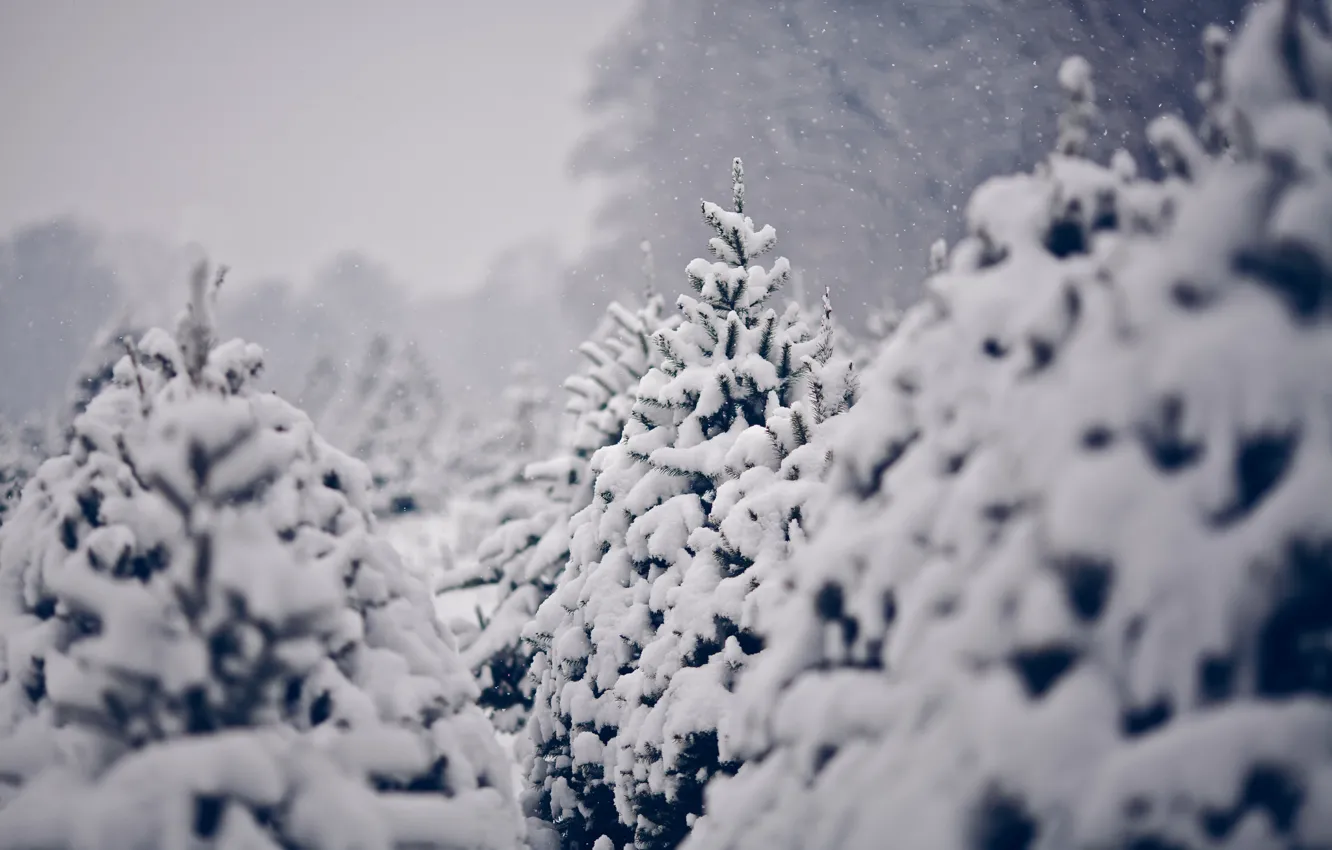 Фото обои зима, снег, природа, ёлки