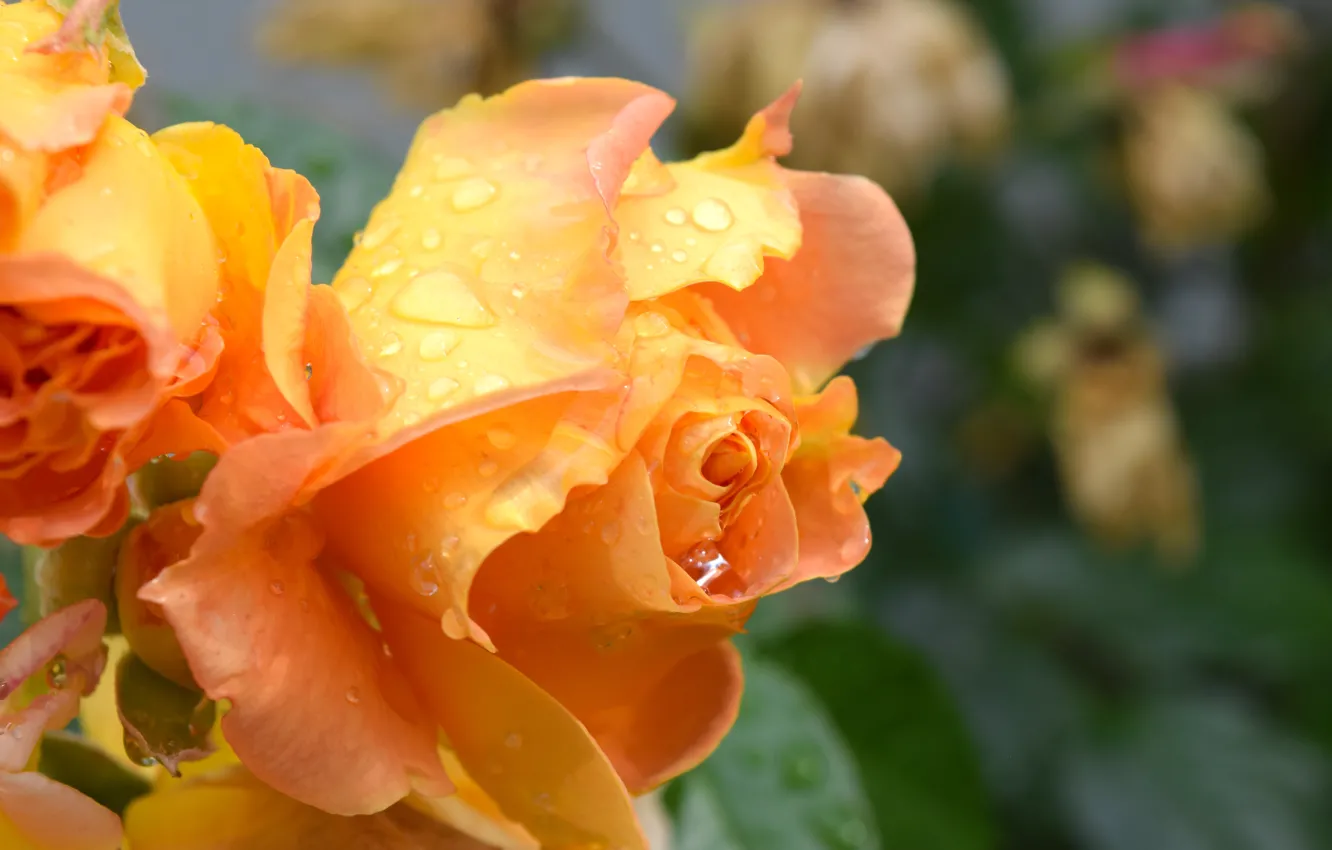 Фото обои цветы, роза, широкоформатные картинки, желтый цветок