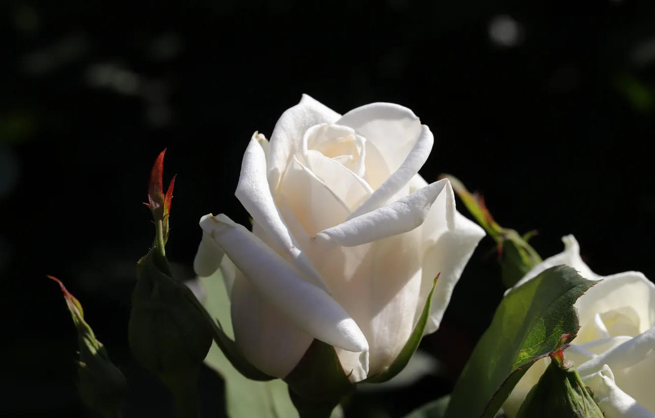 Фото обои цветок, листья, свет, темный фон, роза, белая, бутоны