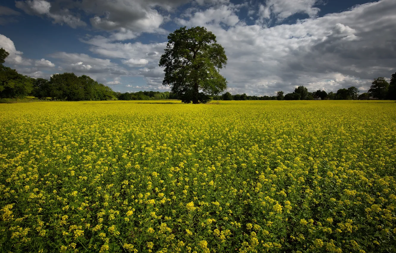 Фото обои поле, лето, цветы, дерево, весна, желтые, луг, рапс
