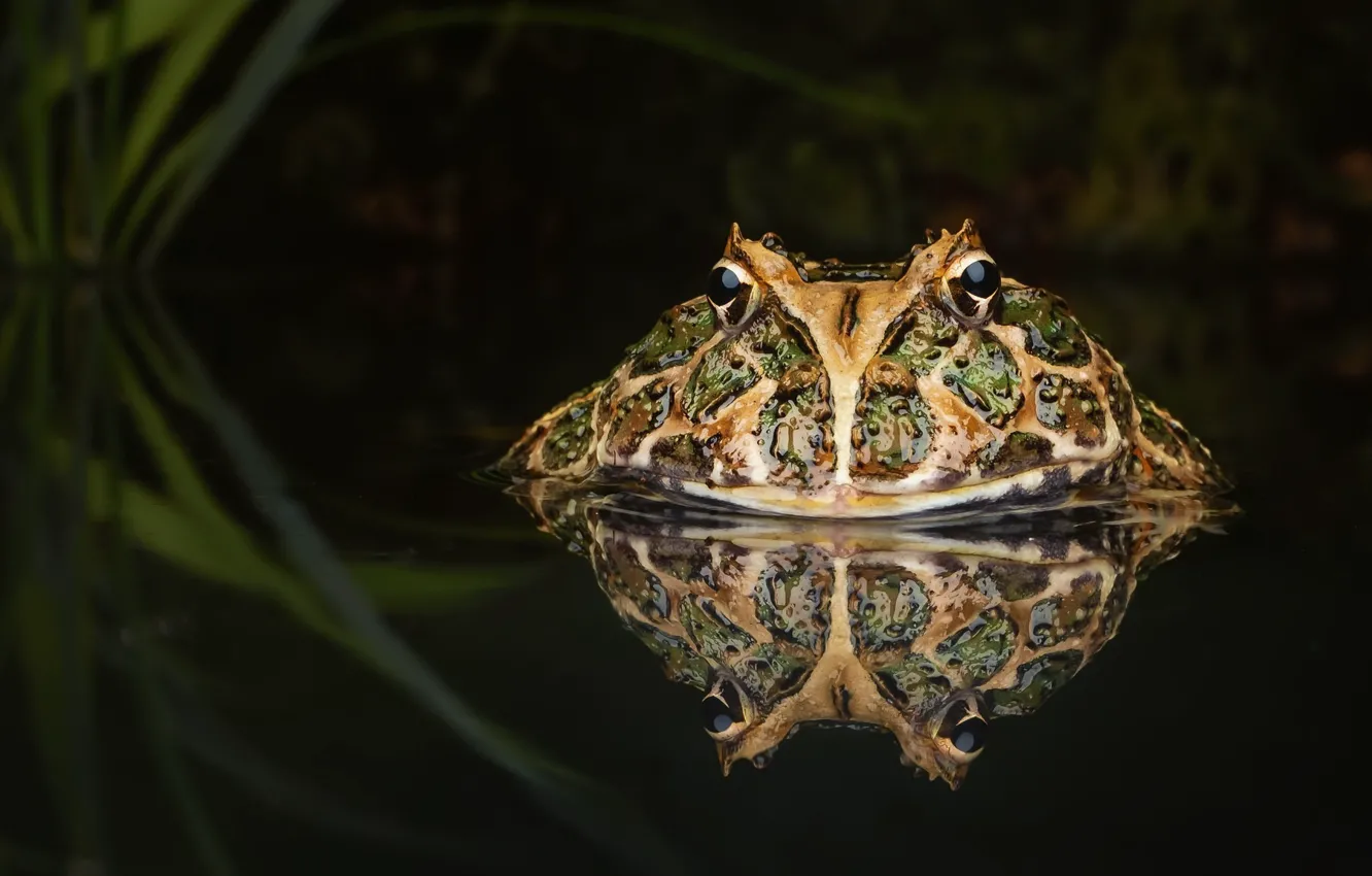 Фото обои природа, пруд, жаба