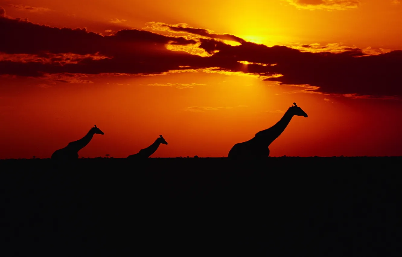 Фото обои небо, солнце, закат, Жирафы