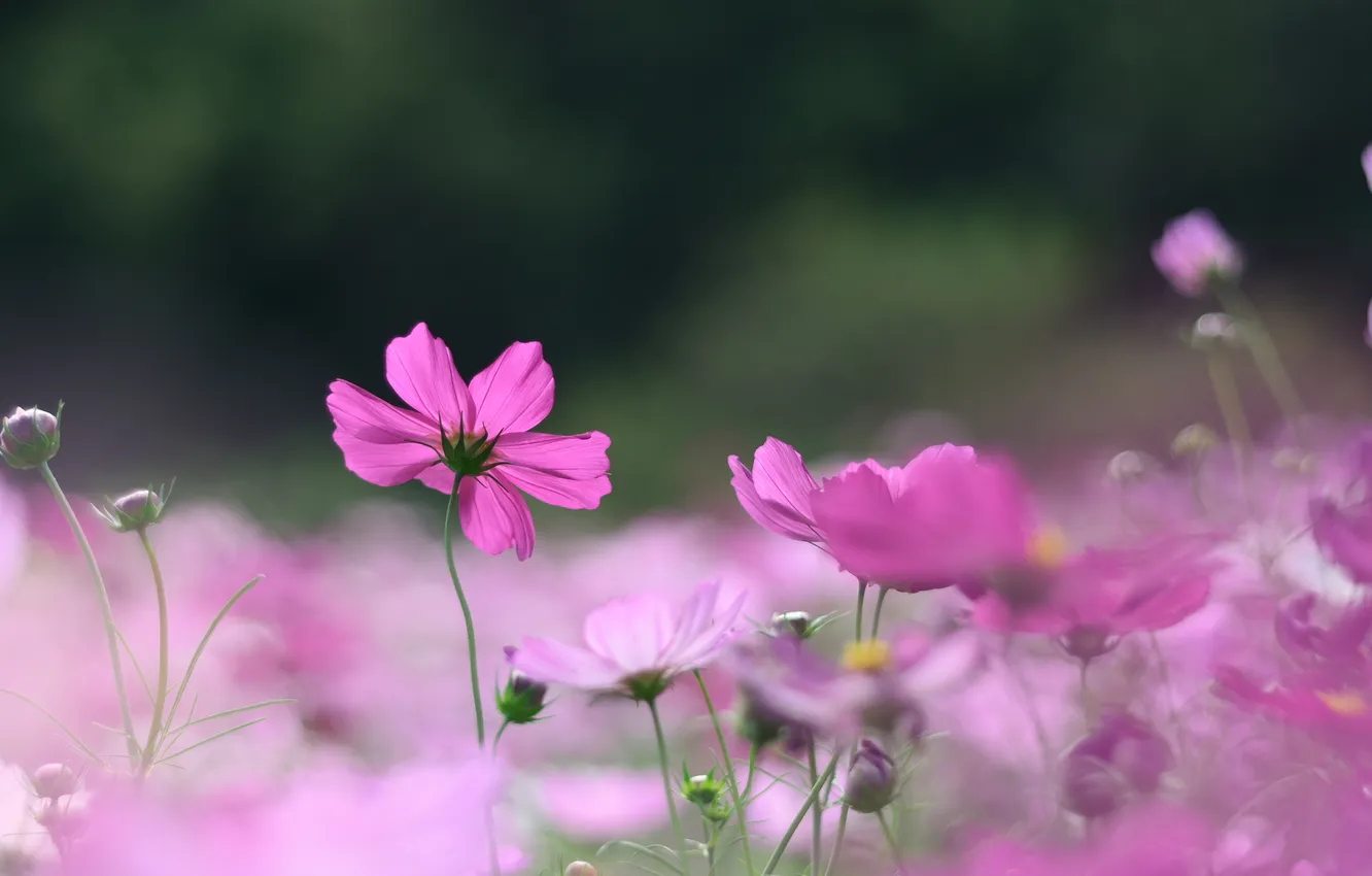 Фото обои цветы, розовые, бутоны, космея