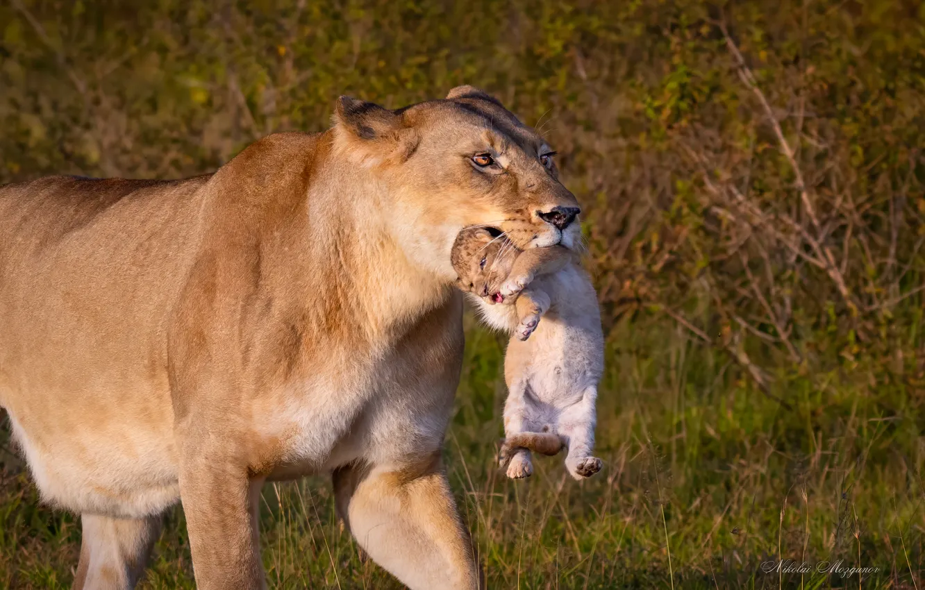 Фото обои lioness, mother, cub