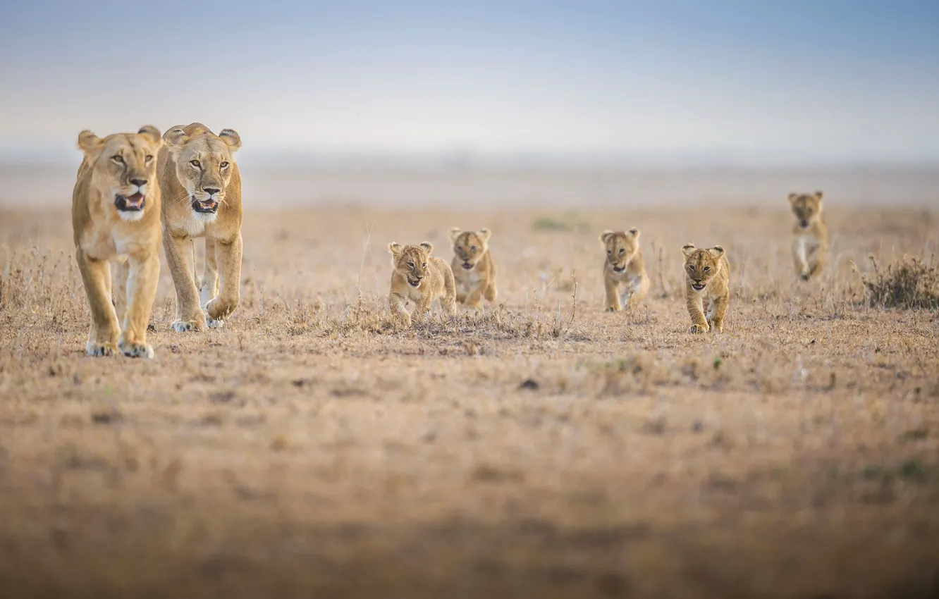 Фото обои семья, Африка, львята, львица, львенок, прайд