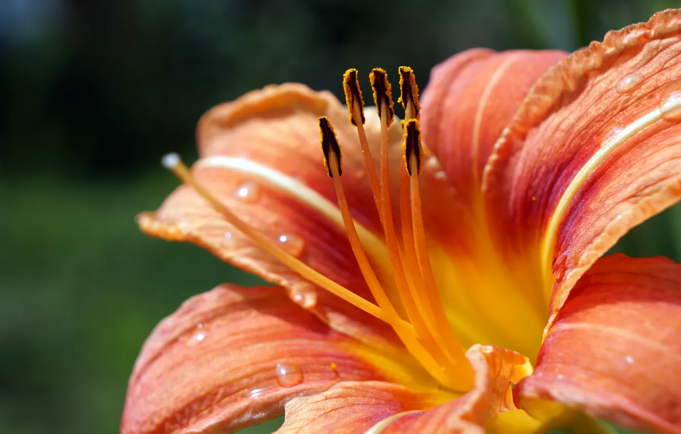 Фото обои лилии, flowers, macro, orange, lily