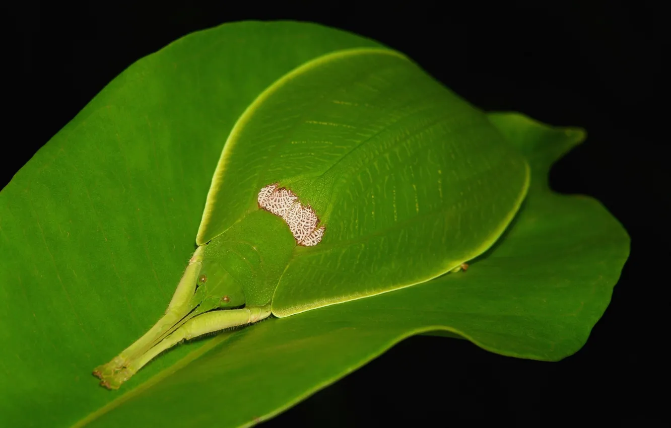 Фото обои природа, лист, насекомое
