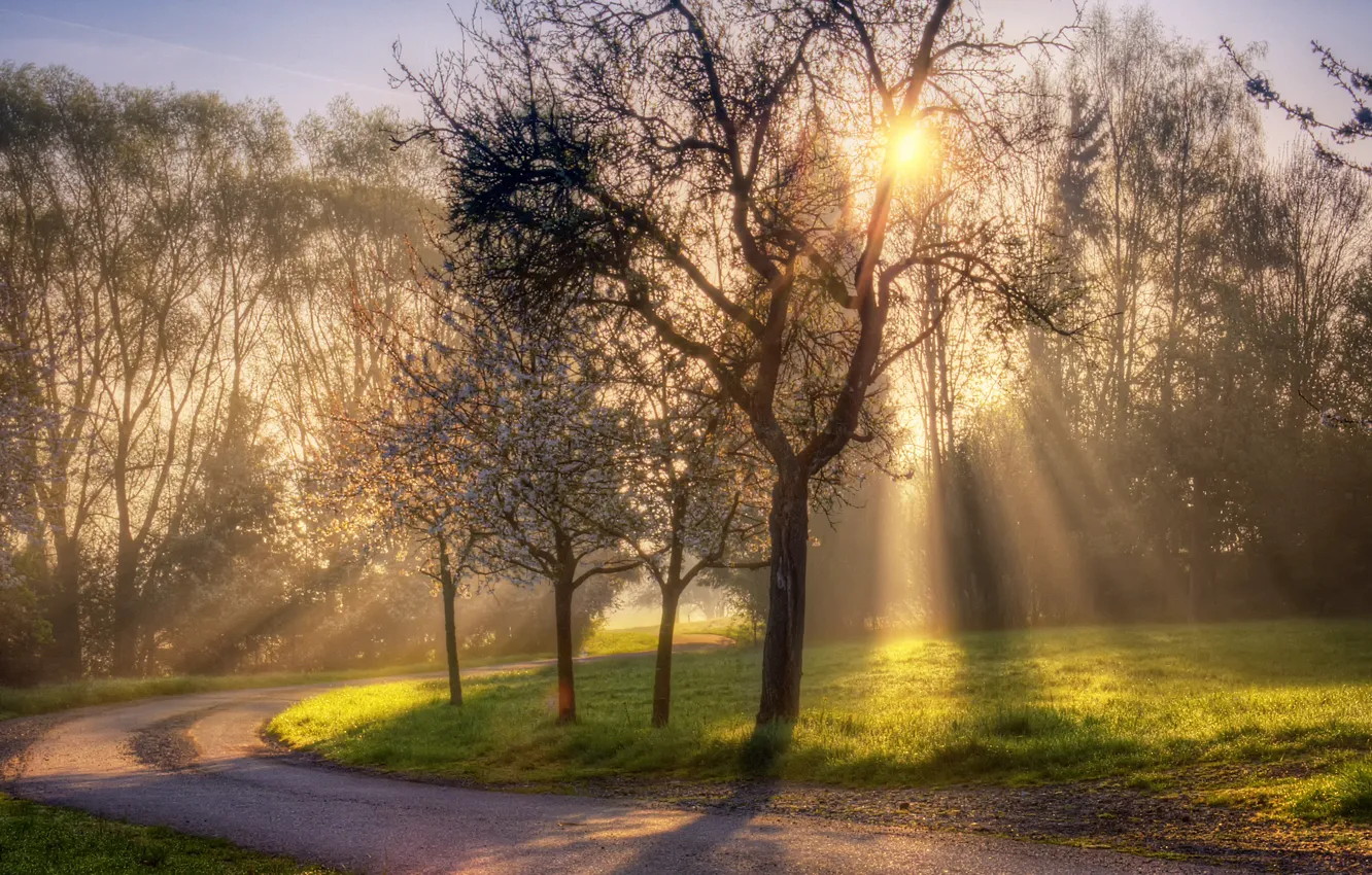 Фото обои дорога, солнце, лучи, природа, весна, све