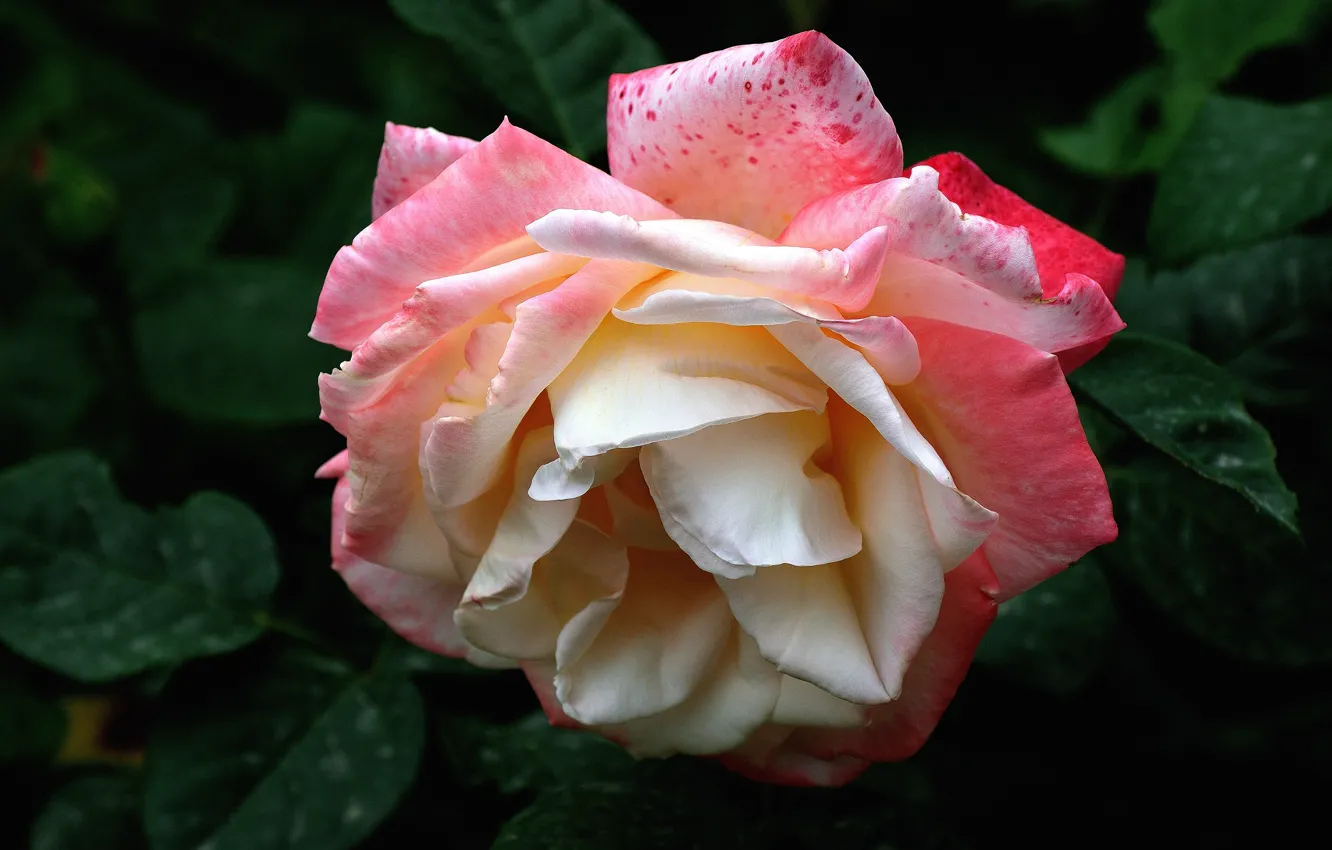 Фото обои листья, фон, розы, розовые, бутоны, двухцветные