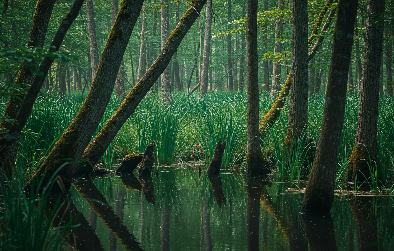 Фото обои лес, деревья, обои, болото, wallpaper, forest, trees, marsh