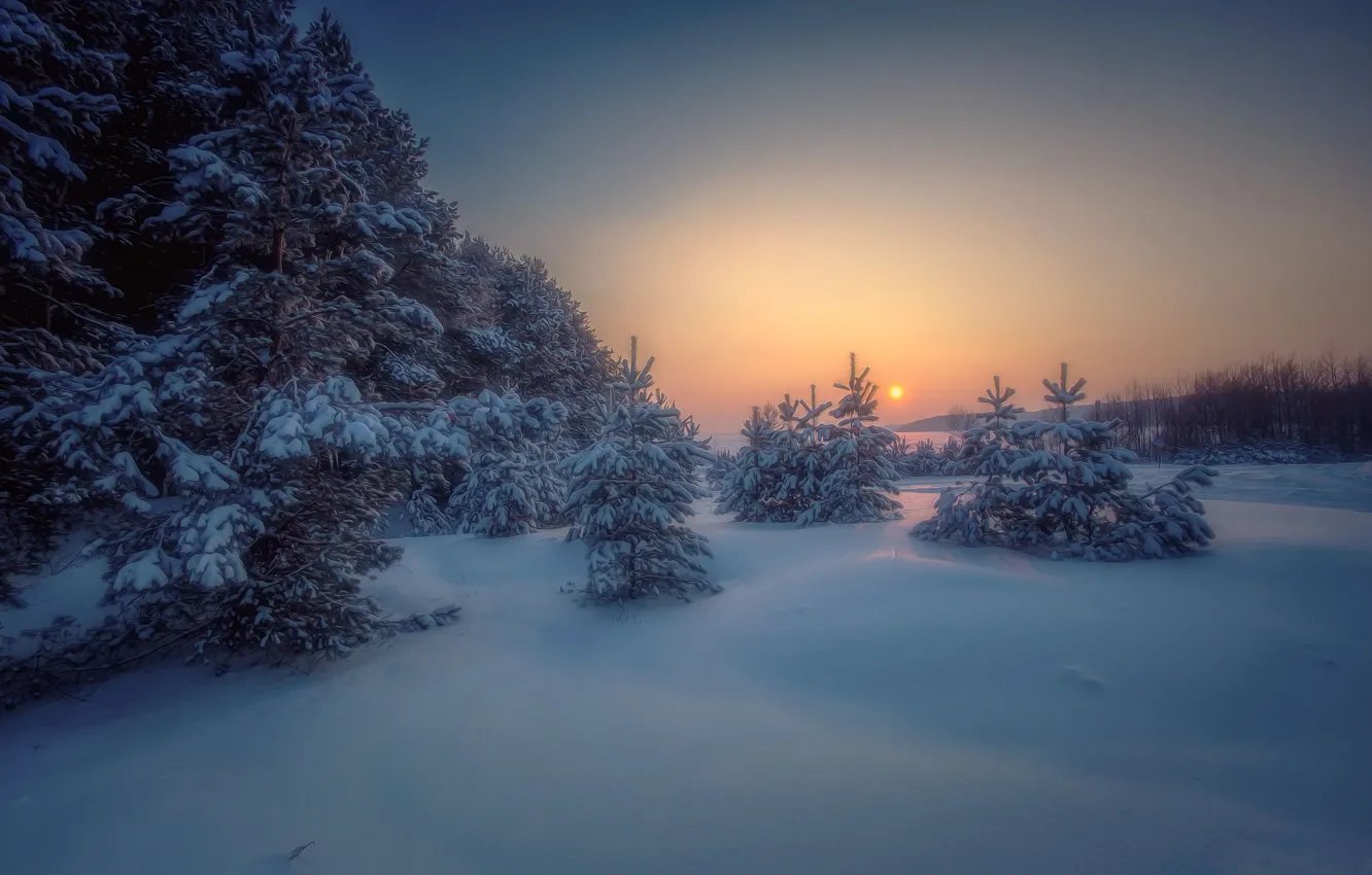 Фото обои зима, лес, снег, деревья, пейзаж, закат, природа