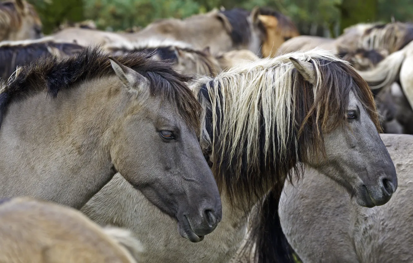 Фото обои конь, лошадь, профиль