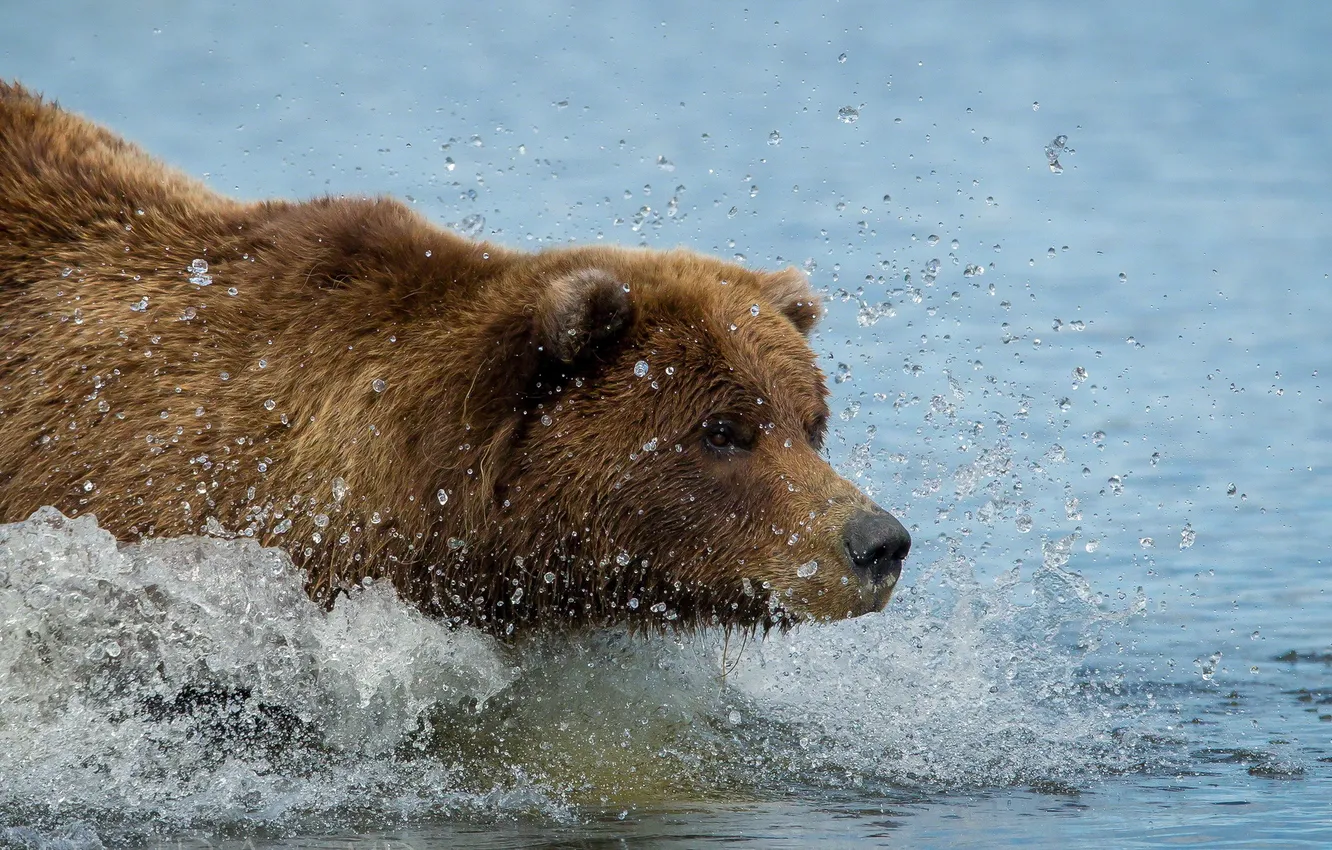 Фото обои вода, брызги, природа, медведь