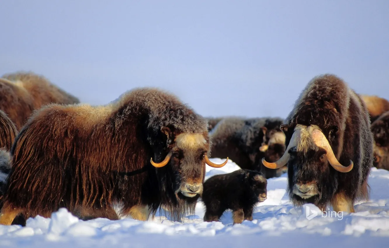 Фото обои зима, снег, гора, Аляска, мех, США, овцебык, Brooks Range