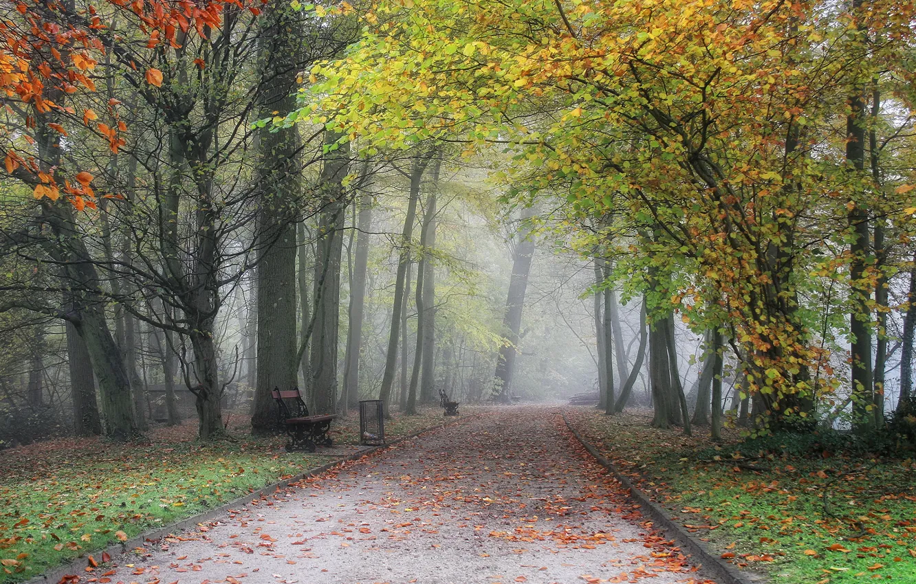 Фото обои осень, скамейка, туман, парк, дорожка, Бельгия, аллея, trees