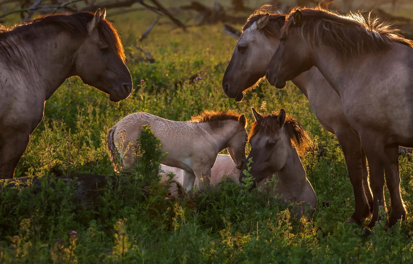 Фото обои трава, свет, природа, поляна, лошадь, кони, лошади, детеныш