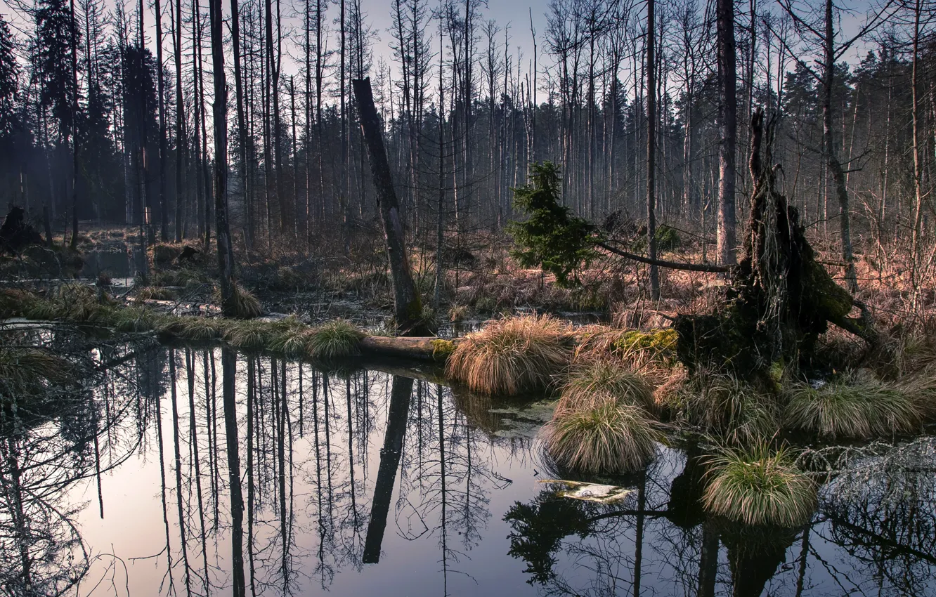 Фото обои лес, природа, болото