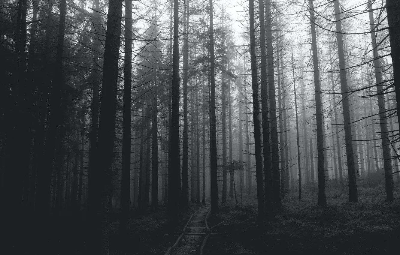 Фото обои лес, деревья, природа, black & white, черно-белое, монохром, тропинка