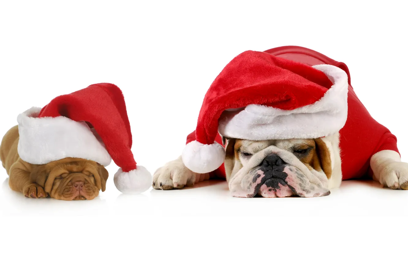 Фото обои животные, собаки, красный, праздник, новый год, мило, щенки, пара