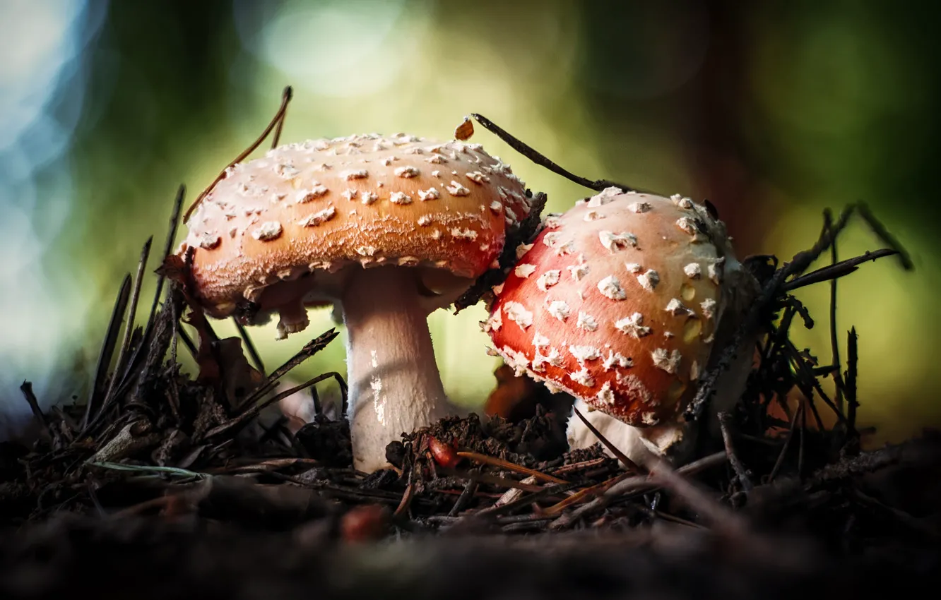 Фото обои осень, ветки, природа, грибы, мухоморы, парочка, боке, хвоинки