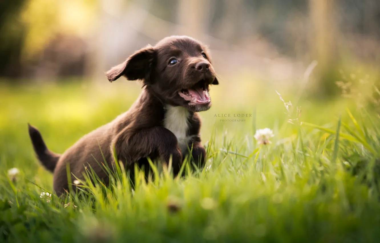 Фото обои трава, радость, щенок, прогулка, боке, пёсик, Кокер-спаниель