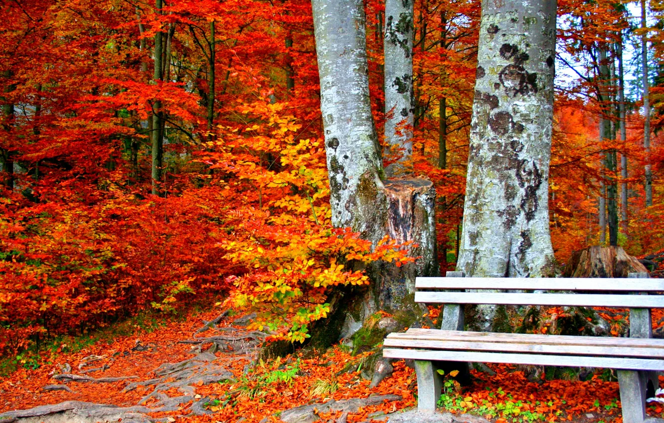 Фото обои скамейка, желтые листья, осенний парк