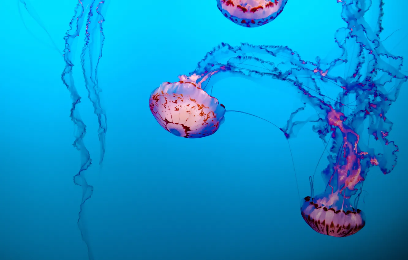 Фото обои красота, медузы, под водой, голубой фон, beauty, blue background, jellyfish, Tim Mossholder