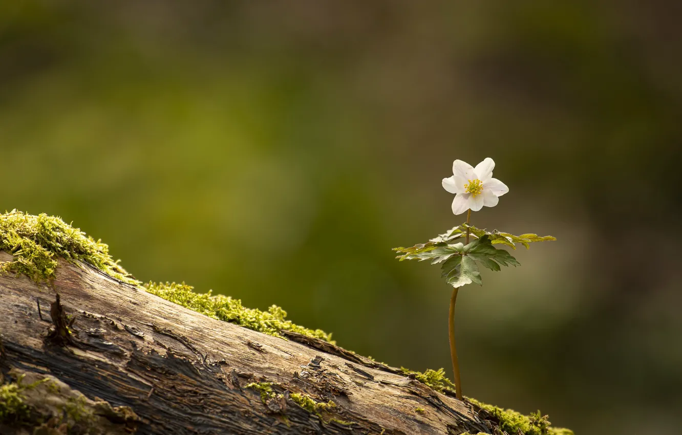 Фото обои цветок, природа, Anemone nemorosa, Wood Anemone