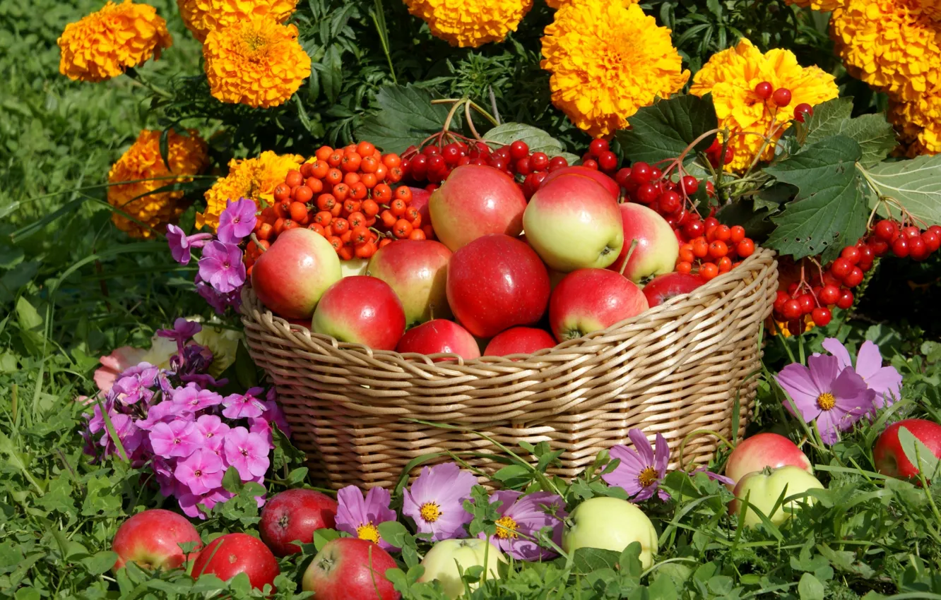 Фото обои цветы, корзина, яблоки, урожай, рябина, калина, космея, флоксы