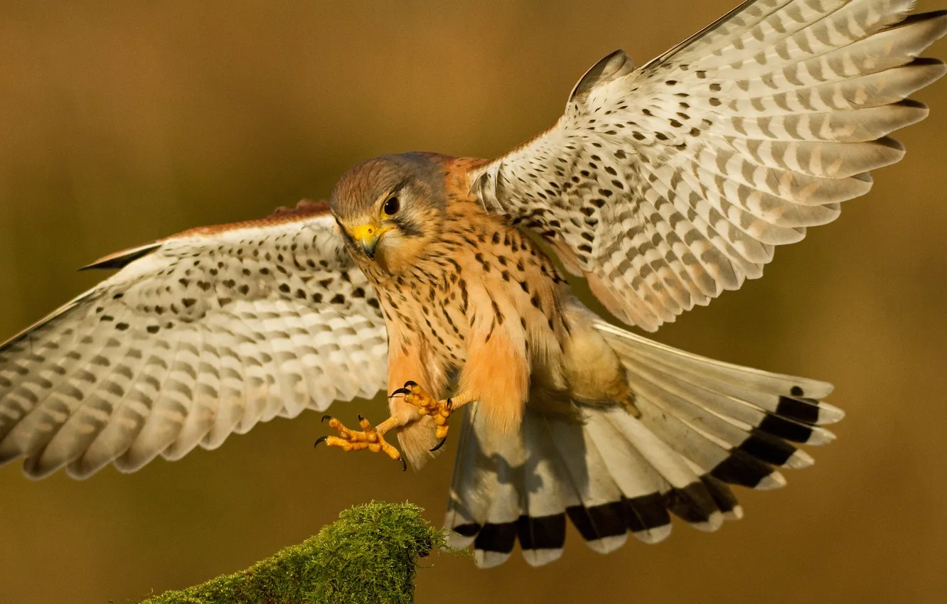 Фото обои птица, крылья, перья, клюв, посадка