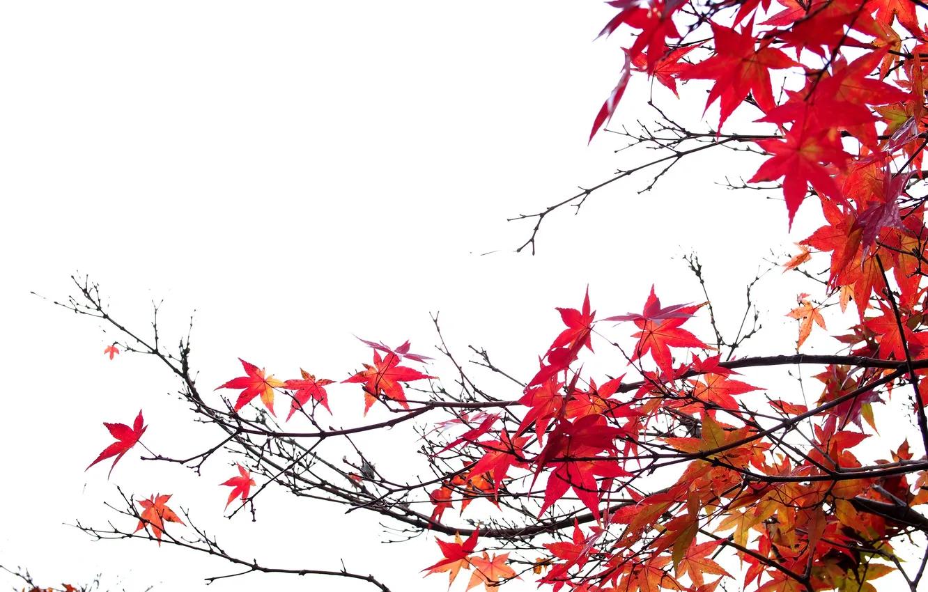 Фото обои осень, листья, ветки, клен, багрянец