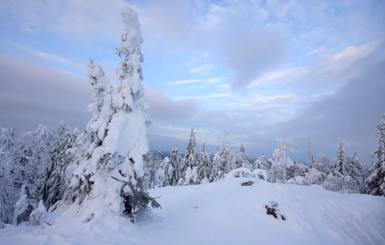 Фото обои зима, лес, небо, снег