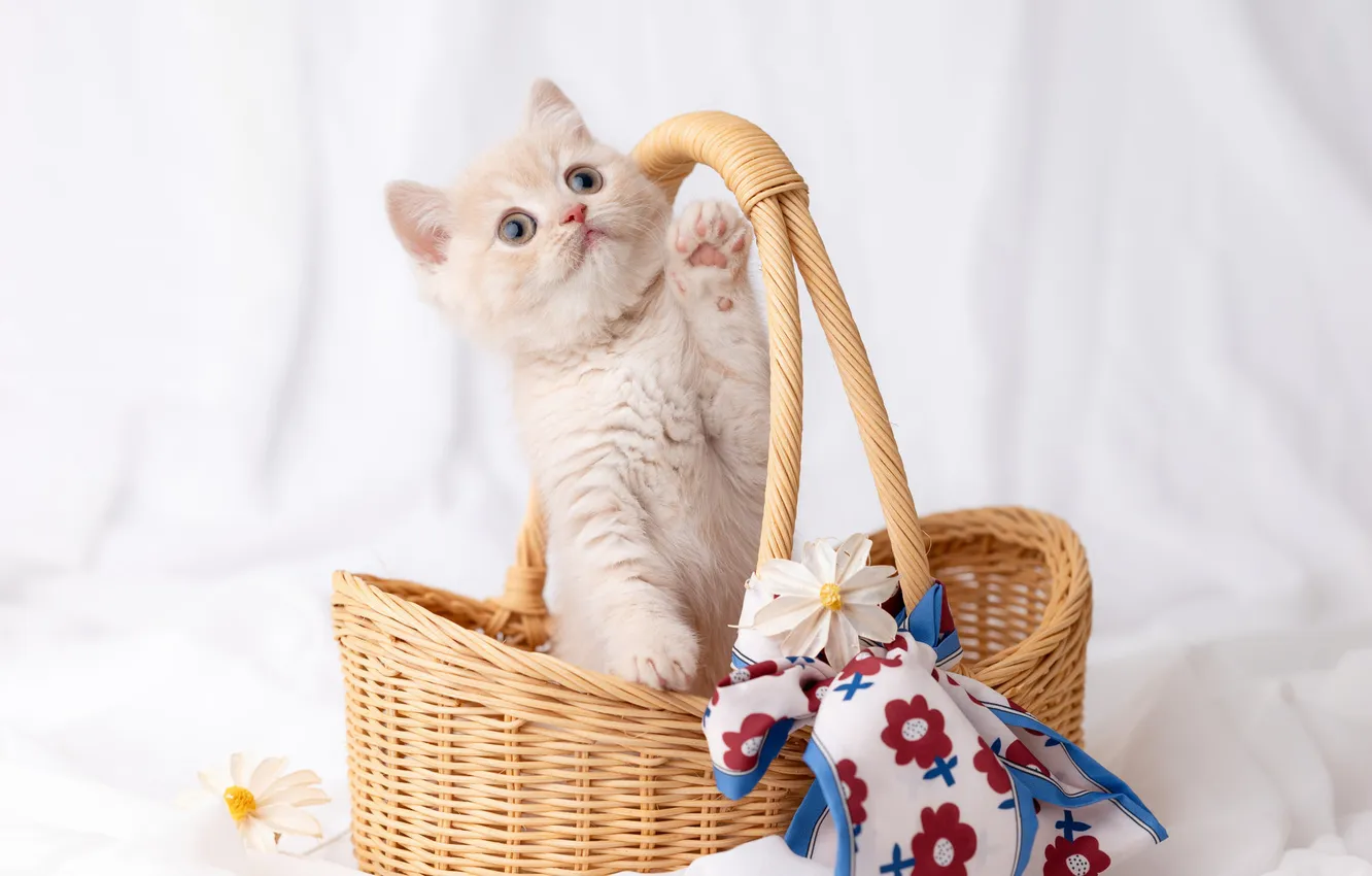 Фото обои кошка, взгляд, поза, котенок, милый, мордашка, светлый фон