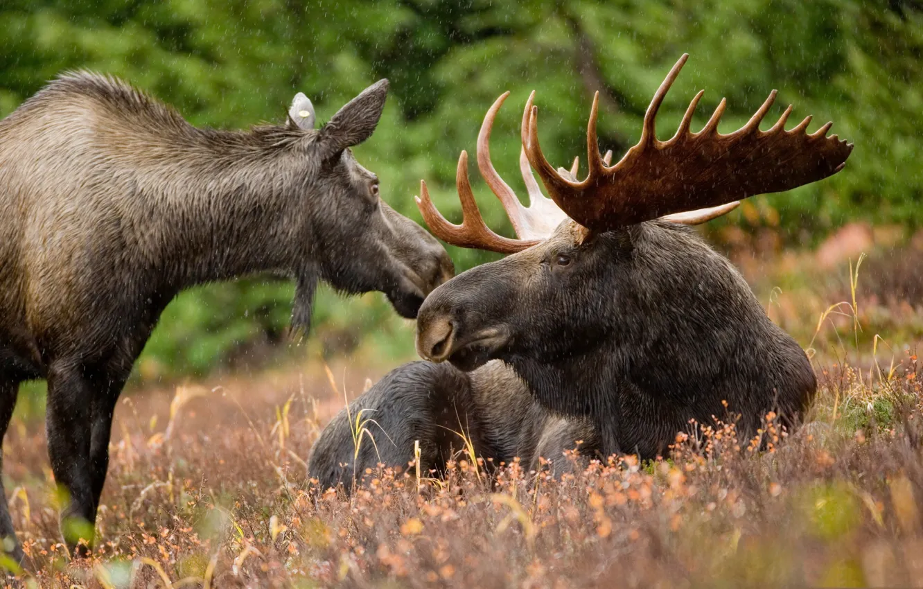 Фото обои трава, гора, семья, Аляска, США, лось