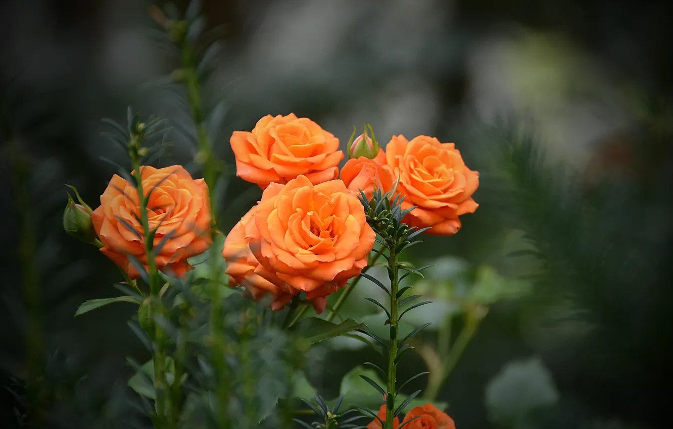 Фото обои Боке, Bokeh, Оранжевые розы, Orange Roses