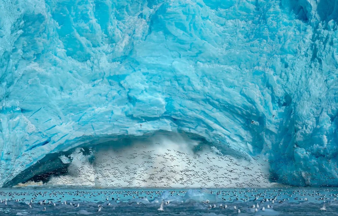 Фото обои птицы, лёд, Spitsbergen