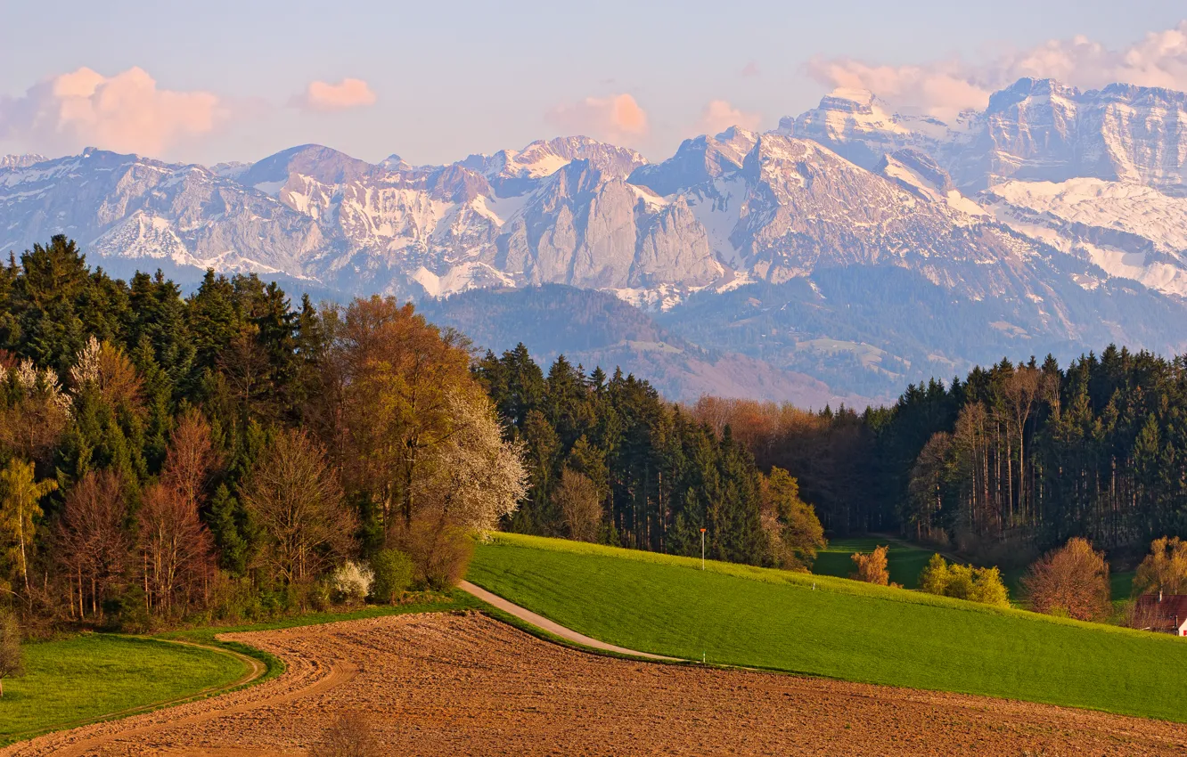Фото обои Поле, Горы, Деревья, Швейцария, Switzerland