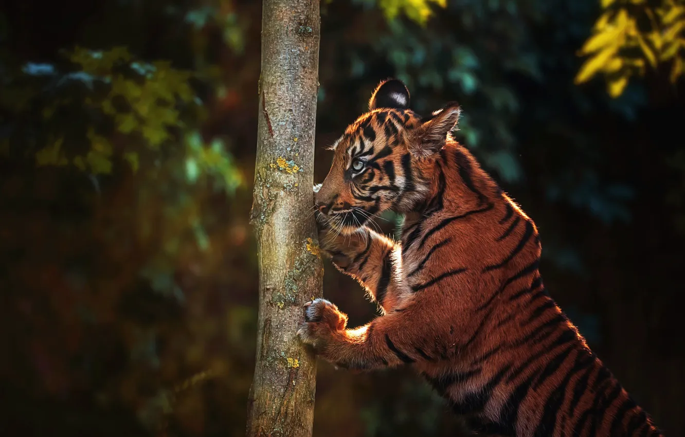 Фото обои взгляд, морда, листья, свет, природа, тигр, поза, темный фон