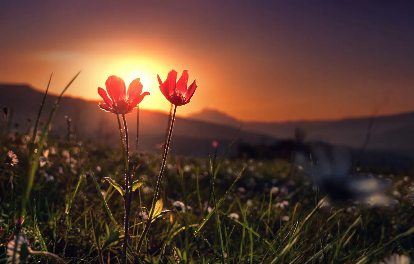 Фото обои трава, солнце, свет, цветы