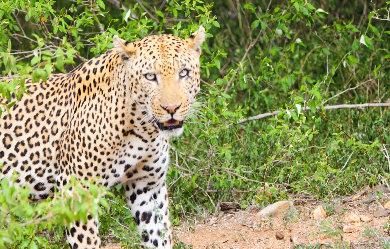 Фото обои leopard, Wallpaper, predator, Wild and furious