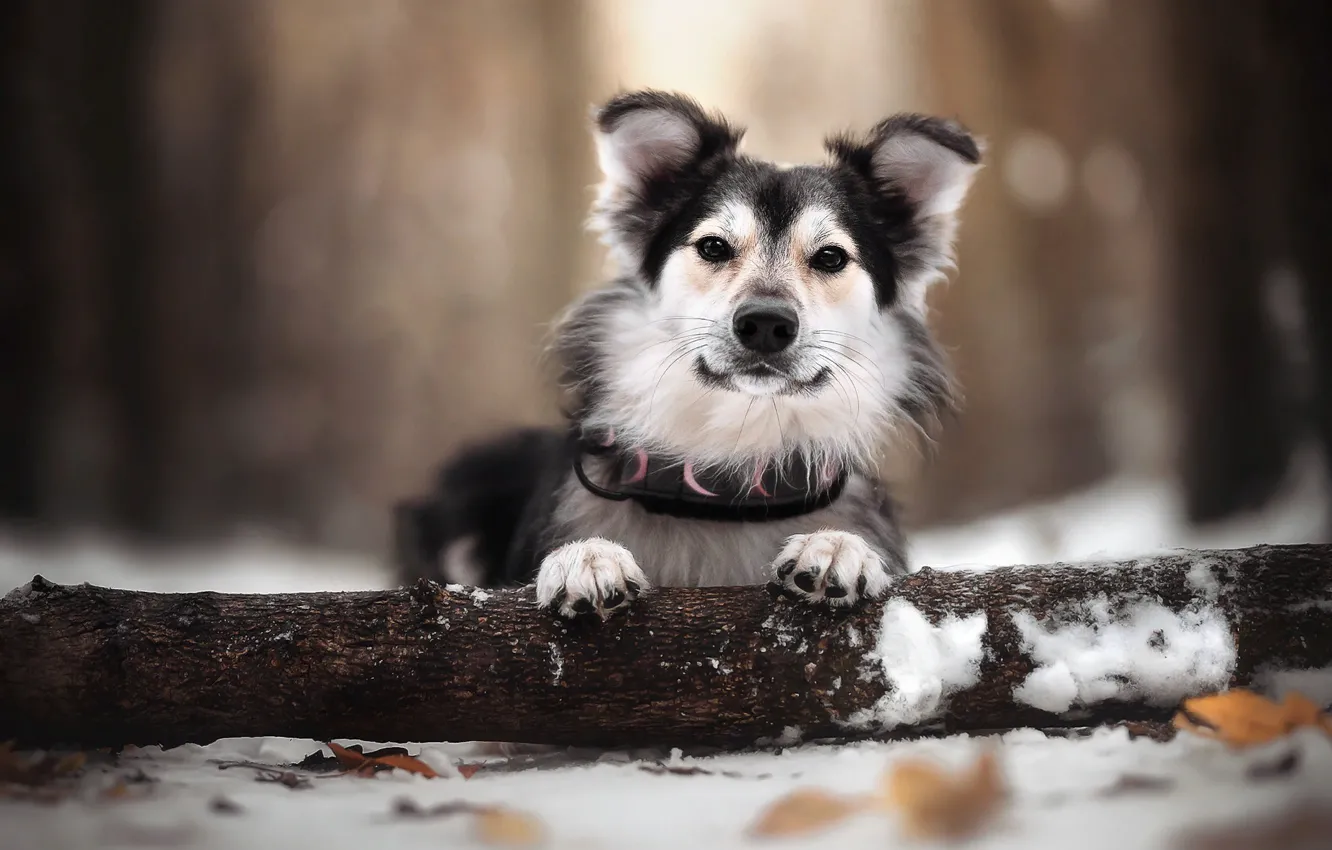 Фото обои зима, листья, снег, природа, животное, собака, бревно, пёс