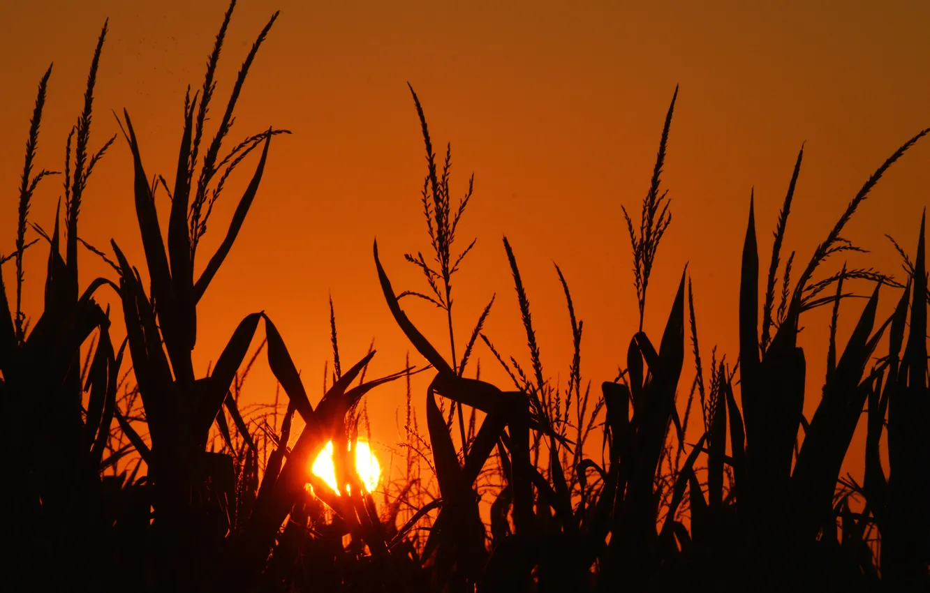 Фото обои поле, небо, солнце, закат, кукуруза