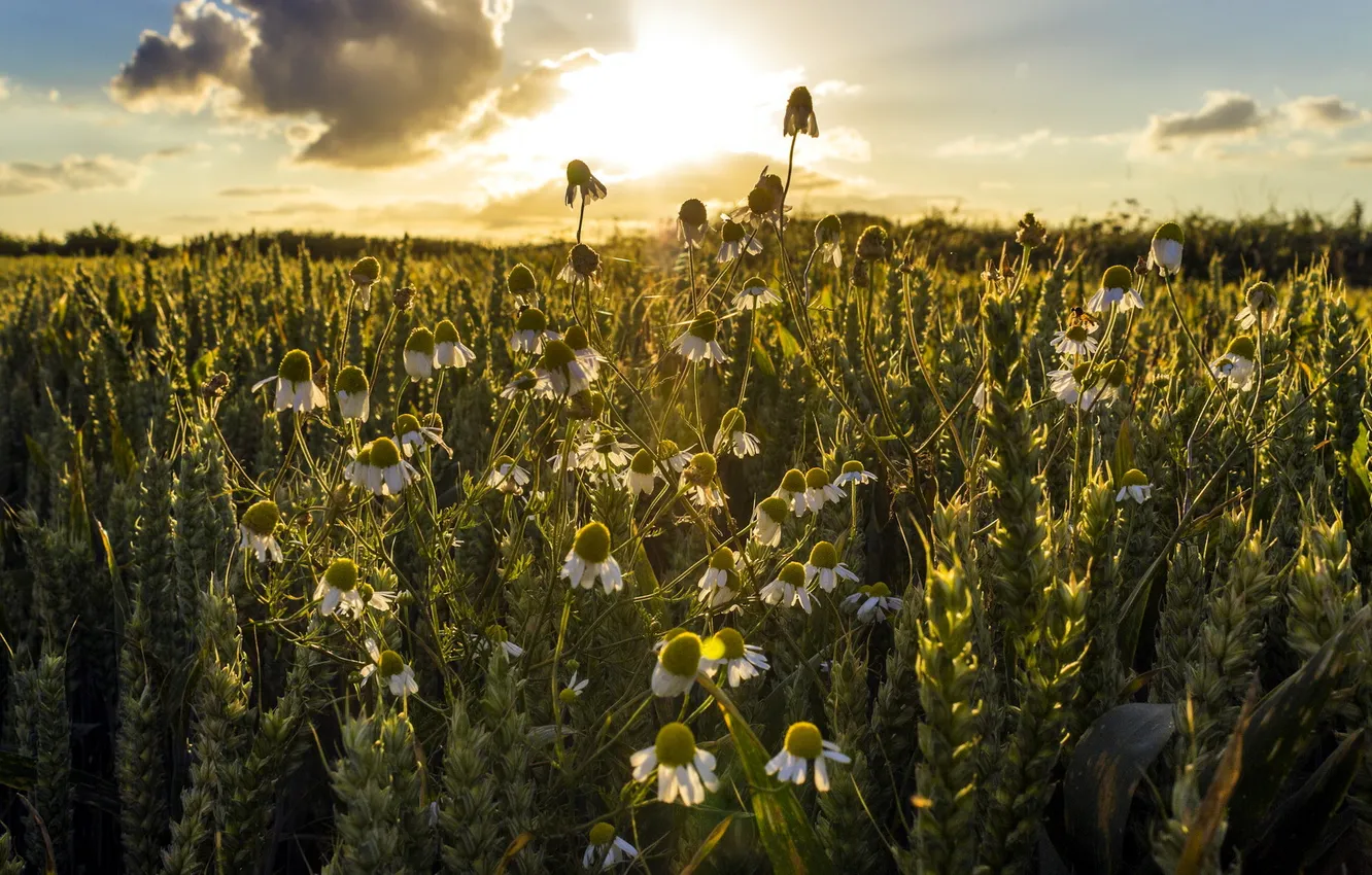 Фото обои поле, лето, природа, ромашки