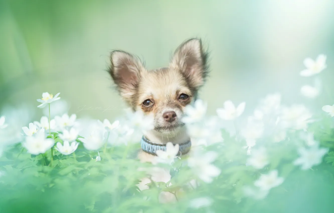 Фото обои взгляд, цветы, собака, мордочка, чихуахуа, боке, пёсик, собачонка