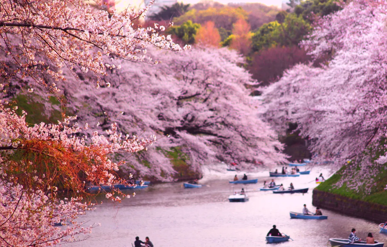 Фото обои деревья, пейзаж, природа, река, лодки, Япония, сакура, Japan