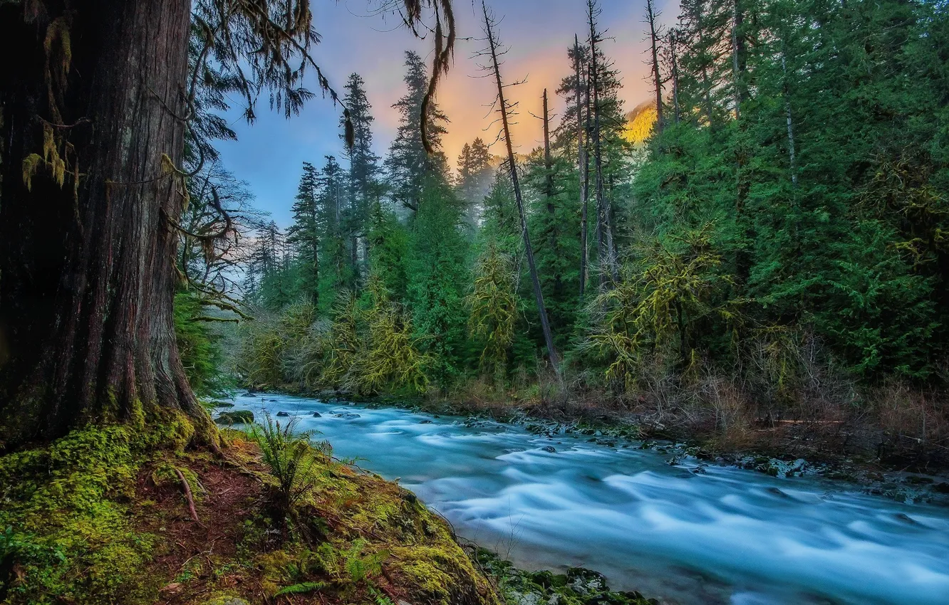 Фото обои лес, природа, река, течение, США, Скайкомиш, Skykomish, Kevin Russell