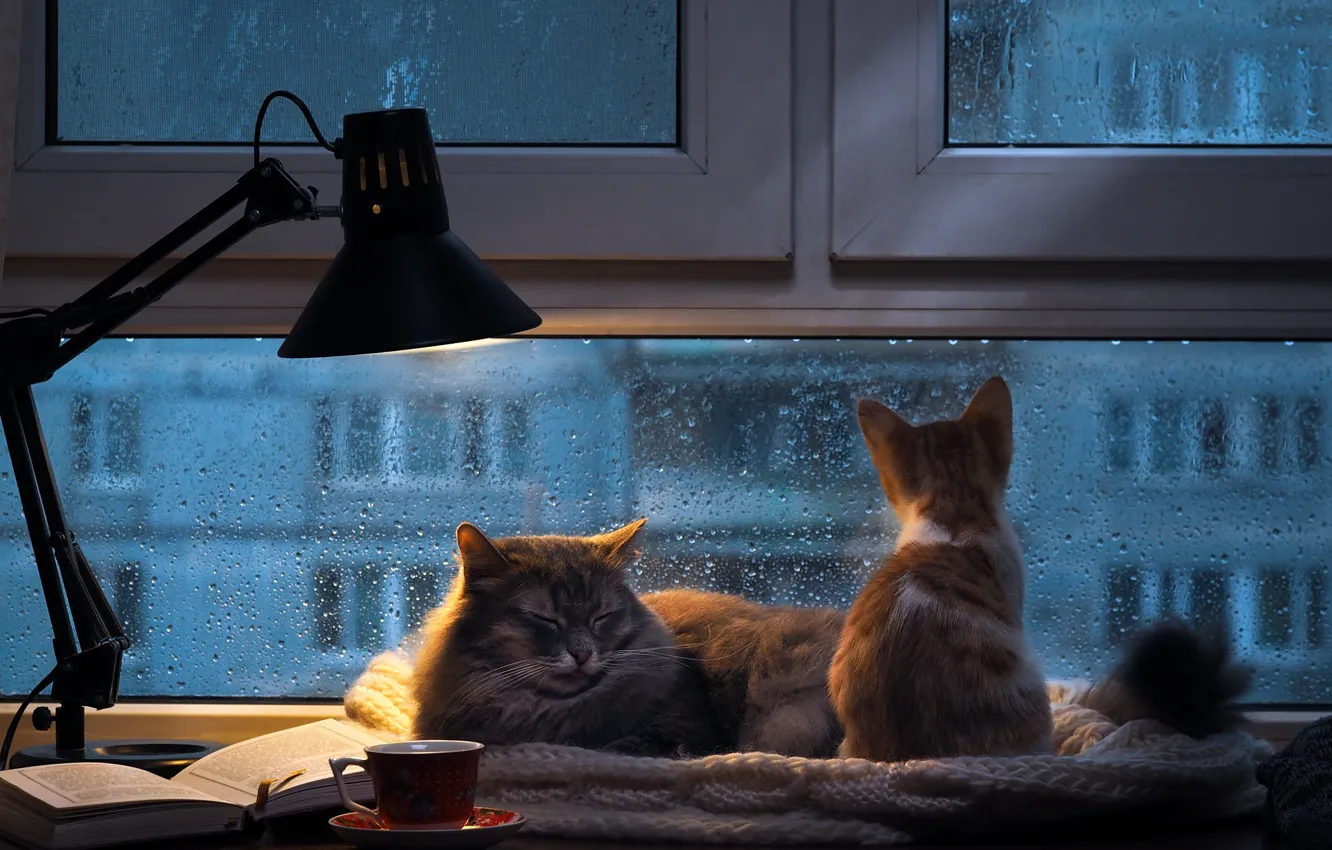 Фото обои осень, кошка, кот, стекло, капли, свет, кошки, город
