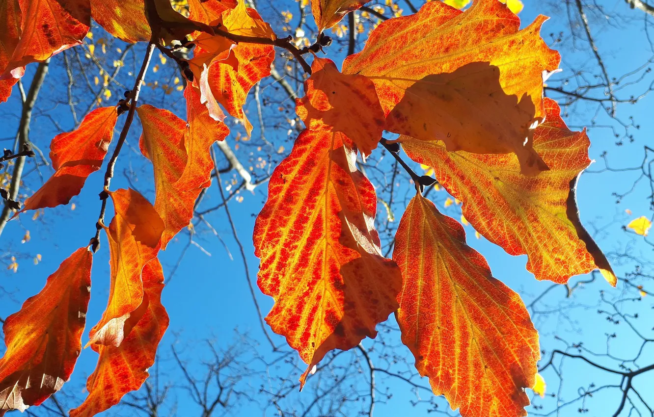 Фото обои осень, небо, листья